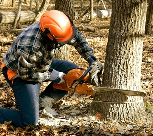Tree Removal in Center Sandwich, NH